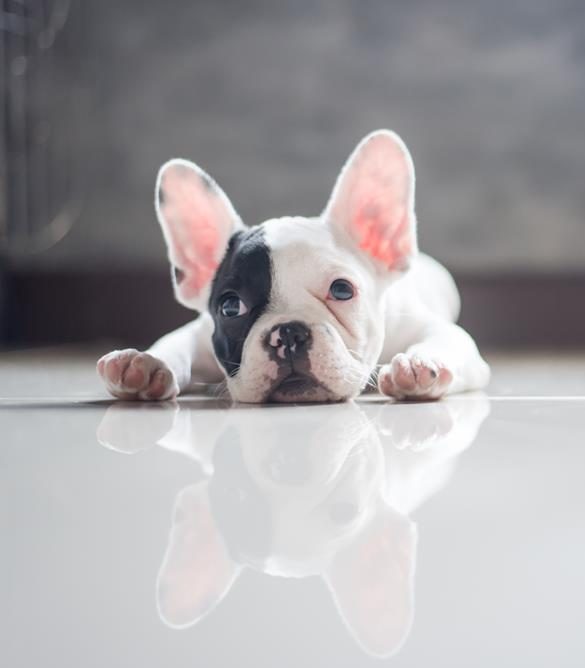 Fear-Free Veterinary Services New Haven Counties, CT