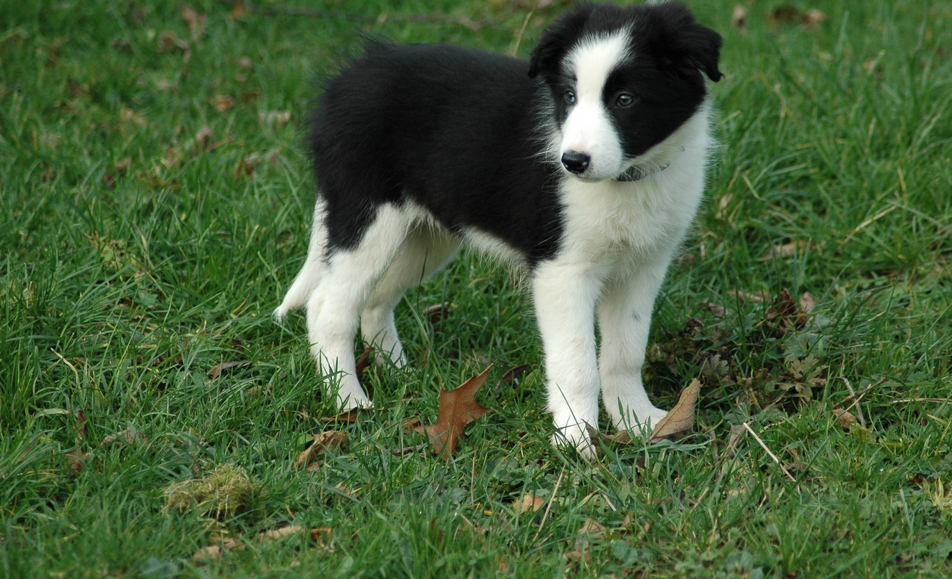 Diabetes management for pets at home