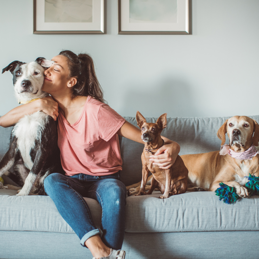 Why Pet Parents in Connecticut Should Choose Privately-Owned Veterinary Care Over Corporate Clinics