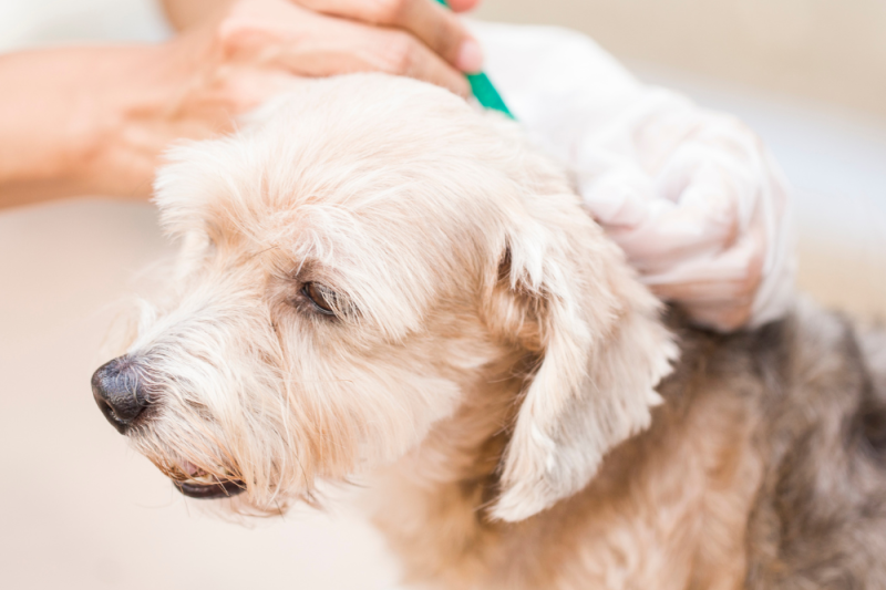 🐾 Why Flea & Tick Prevention Matters in Connecticut