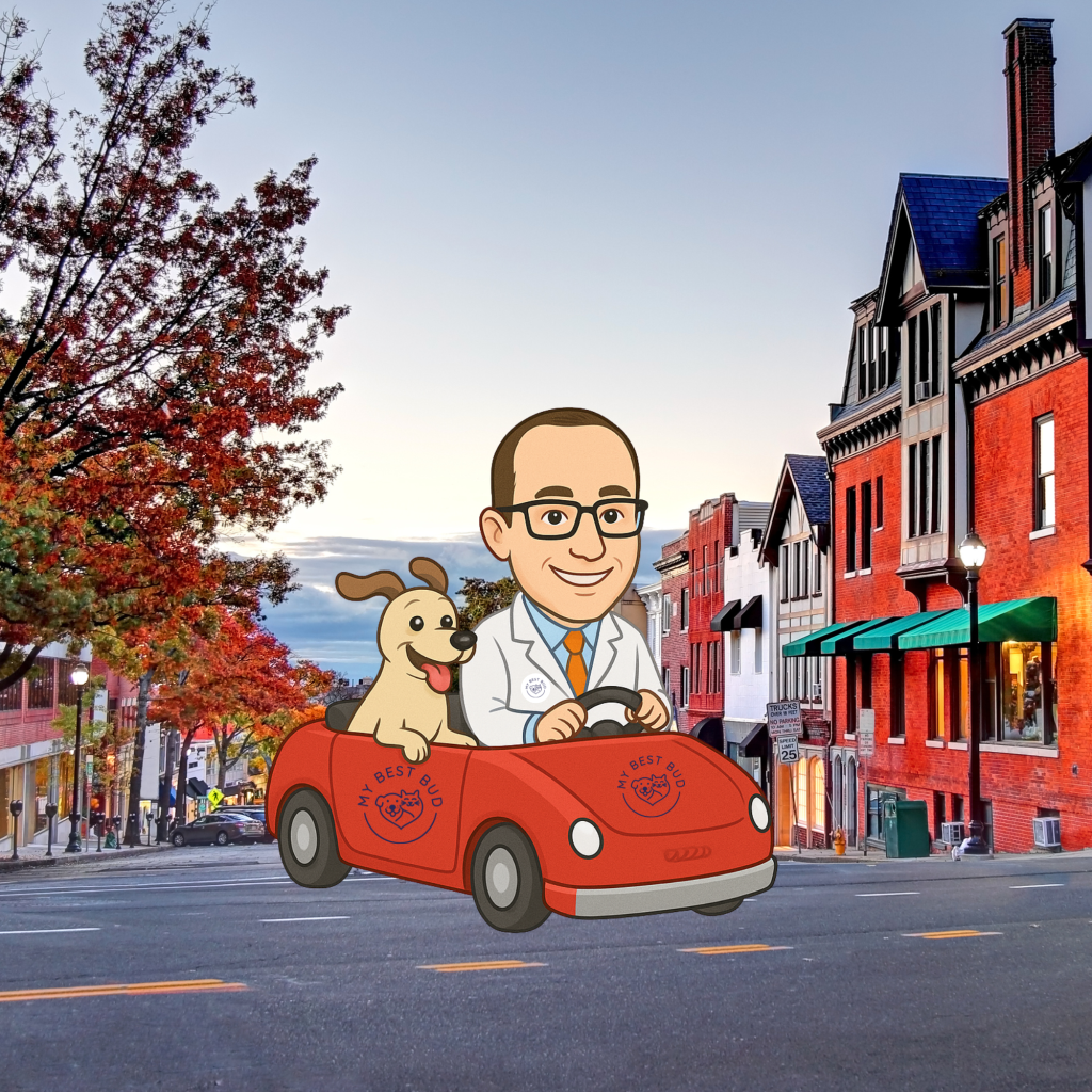 Why a Local, Private Vet Like Dr. Jbeili Is Better Than a Corporate Clinic in Connecticut