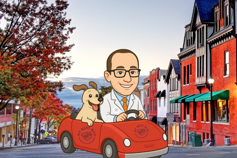 Why a Local, Private Vet Like Dr. Jbeili Is Better Than a Corporate Clinic in Connecticut